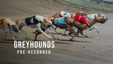 Pre Recorded Greyhounds Globalbet