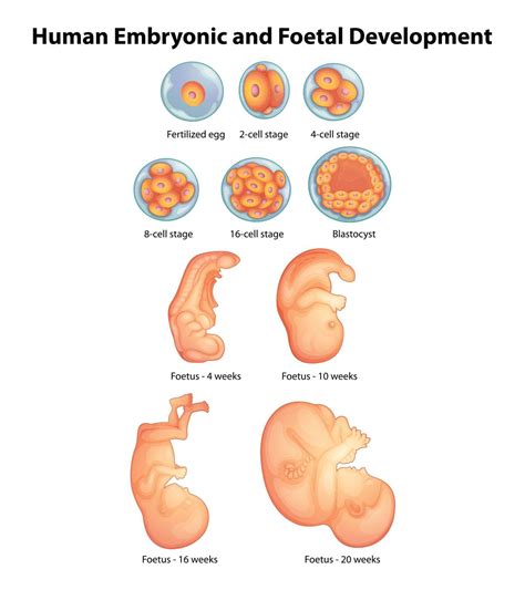 Pregnancy Week By Week Fetal Development Pictures Fetal Development Pregnancy Week By Week Fetal Development Pictures Fetal Development
