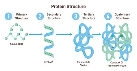 Protein Structure On The Mcat From Primary To Quaternary Explained King Of The Curve