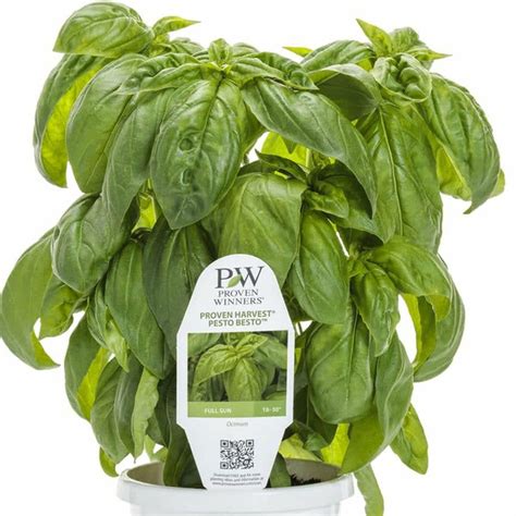 Proven Winners Pesto Besto Green Basil Live Plants Hanging Basket 12