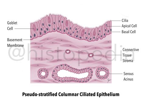 Unlocking Pseudostratified Columnar Epithelium Secrets