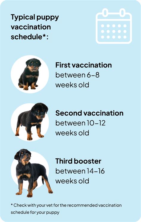 Puppy Vaccinations Cremorne Veterinary Hospital