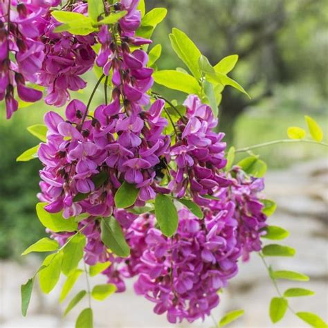 Purple Robe Locust Tree C Amp J Gardening Center Purple Robe Locust Tree C Amp J Gardening Center