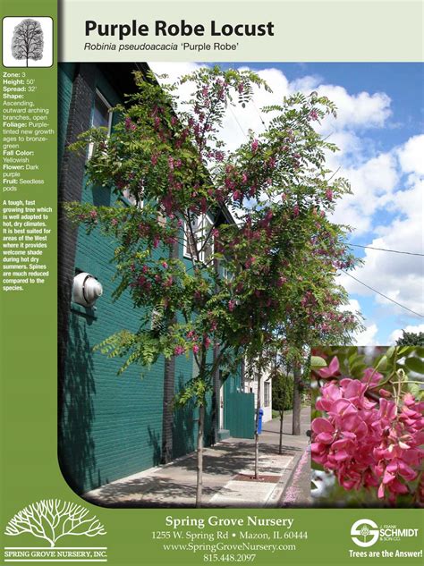 Purple Robe Locust Tree Hardiness At Roseanna Morris Blog Purple Robe Locust Tree Hardiness At Roseanna Morris Blog