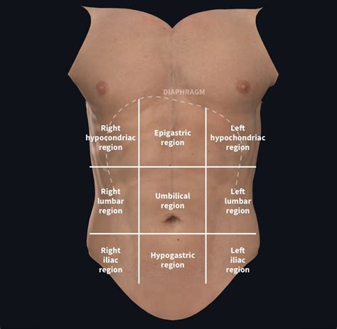 Quadrants of Abdomen: Vital Medical Insights