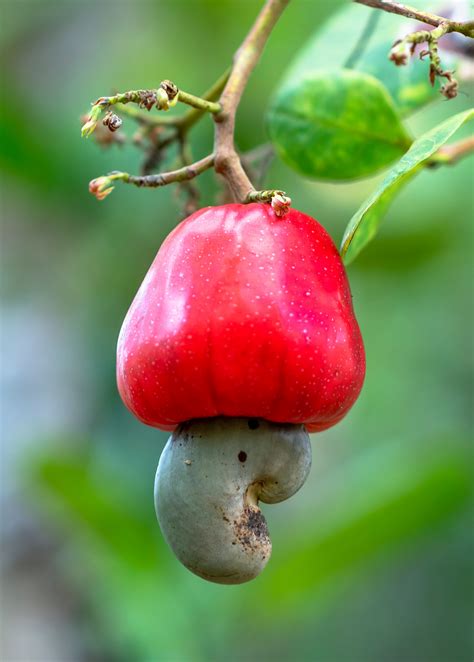 Red Cashew Apple Fruit Tree For Sale Sowexotic Com Sow Exotic