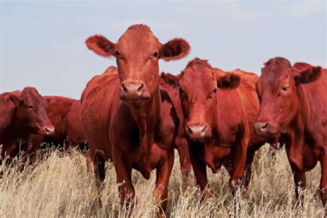 Red Heifers In Israel