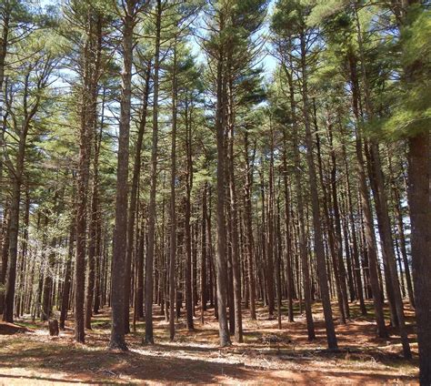 Rocky Point Long Island Rocky Point Pine Barrens State Forest Nysdec