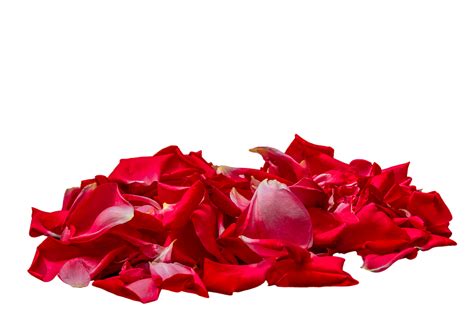 Rose Petals Photos Download The Best Free Rose Petals Stock Photos Amp Hd Images Rose Petals Photos Download The Best Free Rose Petals Stock Photos Amp Hd Images