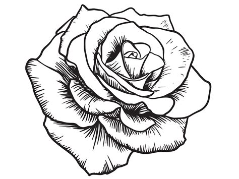 Rose Tattoo Design Outline