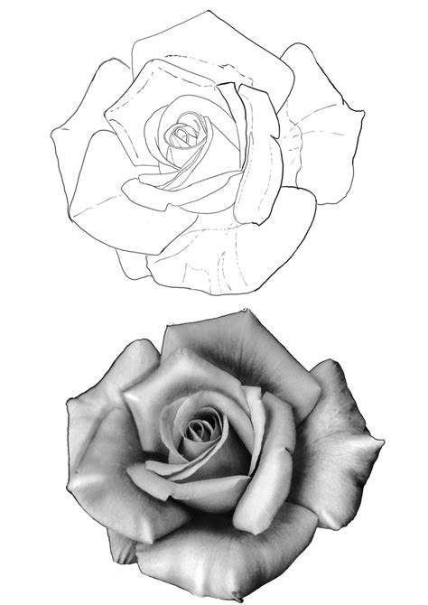Rose Tattoo Stencil Rose Drawing Tattoo Tattoo Shading Rose Hand Rose Tattoo Stencil Rose Drawing Tattoo Tattoo Shading Rose Hand