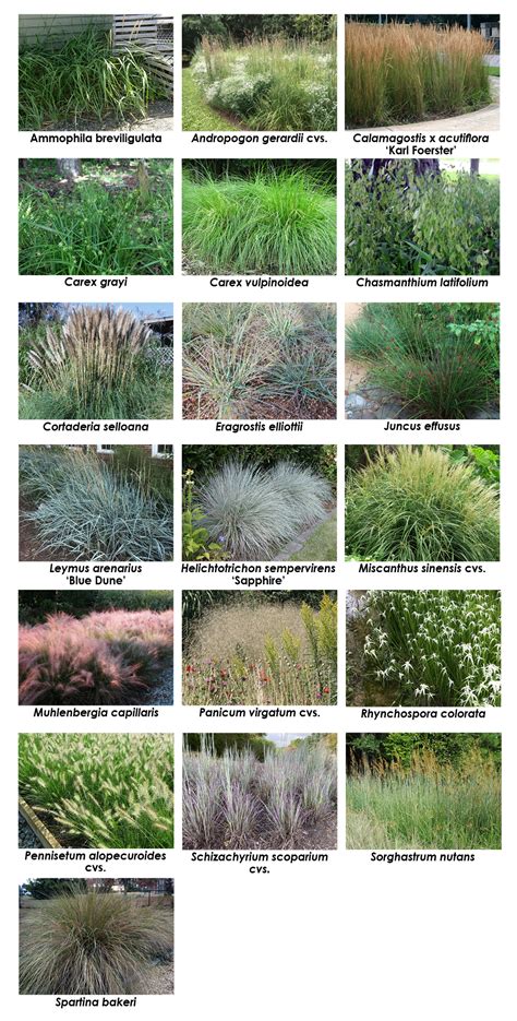 Salt Tolerant Roadside Grasses Does Anything Actually Survive