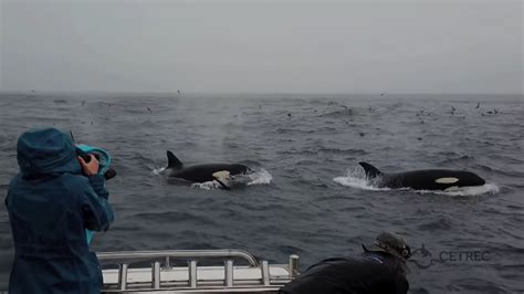 Scientists Record Orcas Hunting And Killing An Adult Blue Whale For The First Time Cnn Scientists Record Orcas Hunting And Killing An Adult Blue Whale For The First Time Cnn