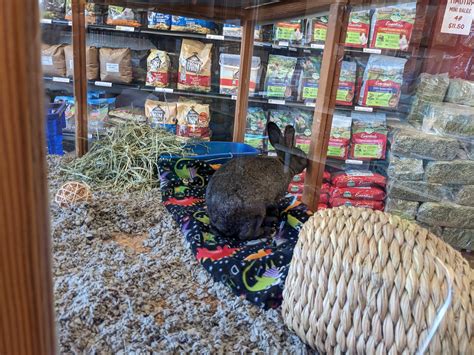 Seattle Area Folks The Feed Store In Bothell Has A Bunny Available For Adoption R Rabbits