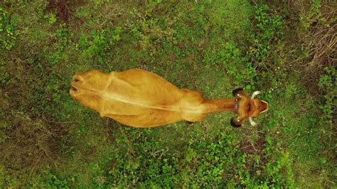 Unveiling the World of Adult Entertainment