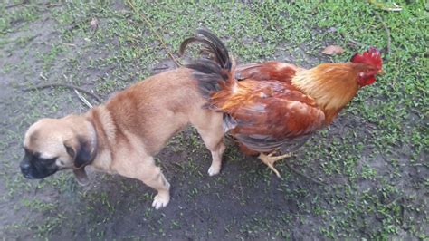 The Sex Lives of Animals: 6 Fascinating Facts