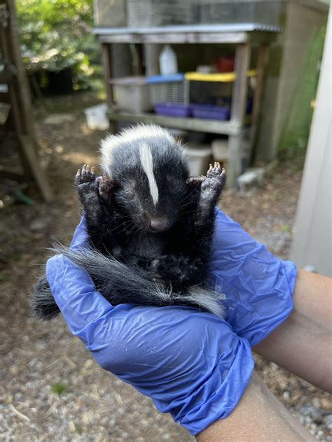 Skunk Delaware Council Of Wildlife