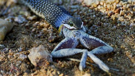 Snakes Used To Have Legs New Fossil Shows