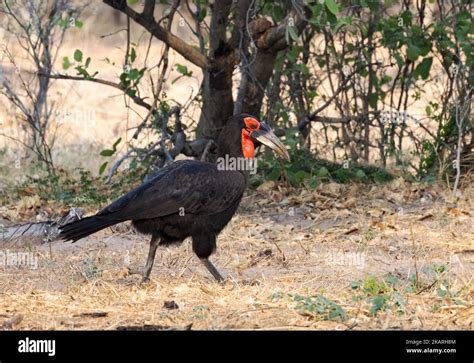 Discover the Enigmatic Southern Ground Hornbill: Africa's Rare Avian Treasure