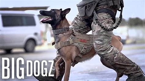 Special Forces Military Dog Breeds At Kevin Tejeda Blog