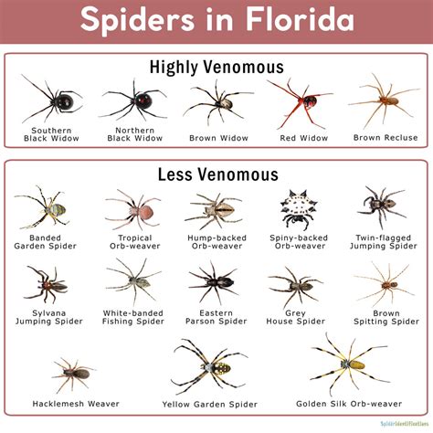 Spiders In Florida List With Pictures