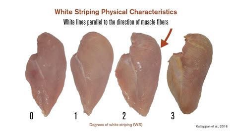 Spoiled Raw Chicken Breast