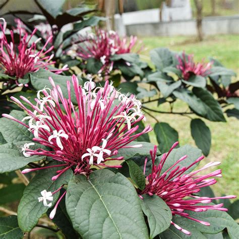 Starburst Flower Clerodendrum Quadriloculare