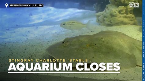 Stingray Charlotte Reported To Be Stable As Aquarium Shutters For Unknown Amount Of Time