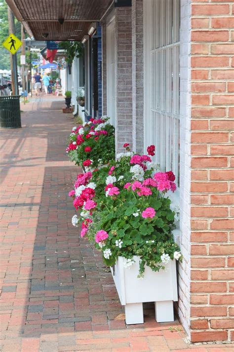 Streetscape In St Michaels Maryland With Pink And White Geraniums In