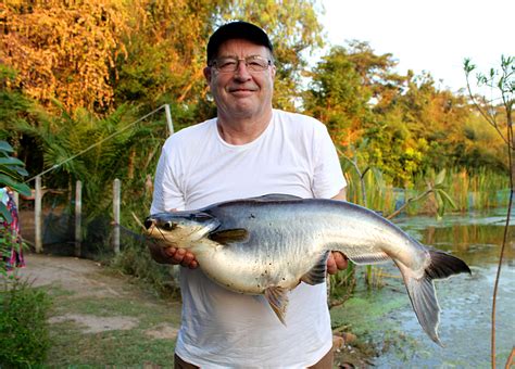 Striped Catfish Pangasius Hypophthalmus Megafishingthailand