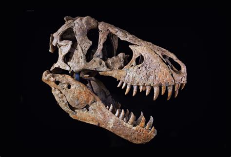 Rare T-Rex Skull Discovery Unveiled!