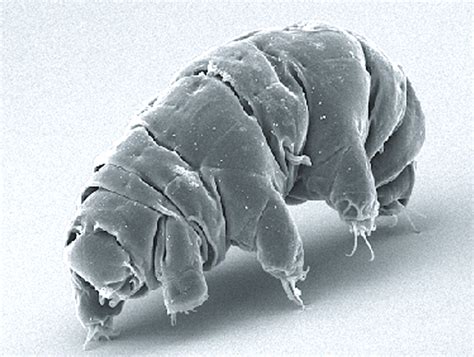 Tardigrades Archives Astrobiology