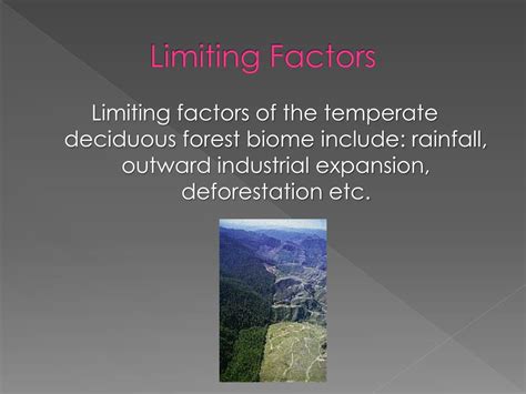 Temperate Forests Limiting Factors: Microclimate And Soil Constraints