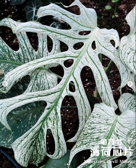 The 40 000 Monstera Devil Monster Was The Name Changed To Boost Its Pretty In Green