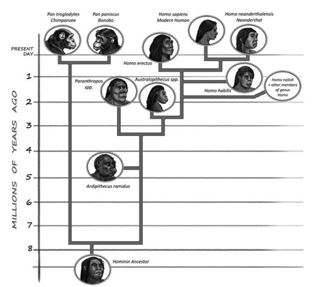 The Evolutionary Lineage Human Ancestral Connections
