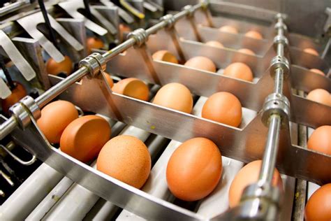 The Fda Just Recalled More Than 20 Million Eggs Here S What You Need To Know The Fda Just Recalled More Than 20 Million Eggs Here S What You Need To Know