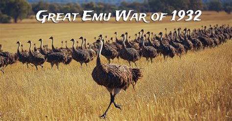 The Great Emu War Of Australia Who Won Unfortunate History
