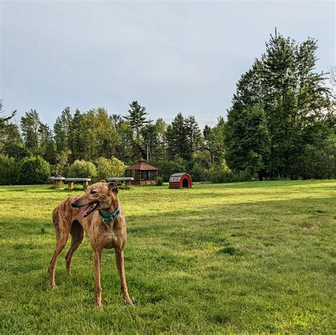 The Greyhound Form Is Truly Beautiful R Greyhounds The Greyhound Form Is Truly Beautiful R Greyhounds