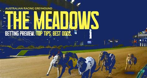 The Meadows Greyhound Betting Tips Amp Racing Preview 1 3 25 The Meadows Greyhound Betting Tips Amp Racing Preview 1 3 25