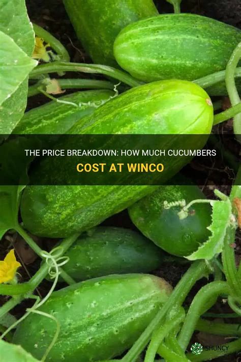 The Price Breakdown How Much Cucumbers Cost At Winco Shuncy The Price Breakdown How Much Cucumbers Cost At Winco Shuncy