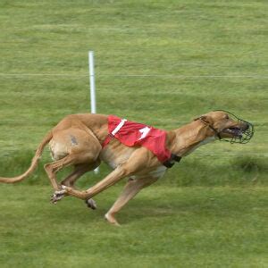 The Quick Beast Greyhound Betting System Castle Sporting The Quick Beast Greyhound Betting System Castle Sporting