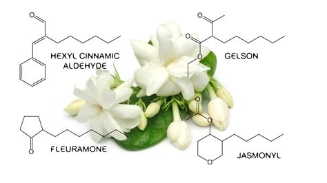 The Scent Of Jasmine Is Stronger Jasmine In Perfumery Raw Materials