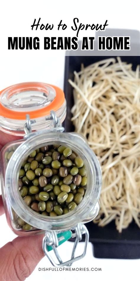 The Simple Guide To Growing Bean Sprouts In A Bag Step By Step