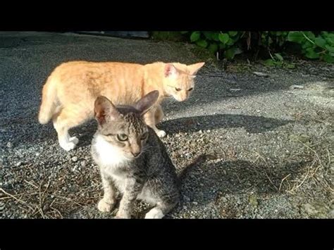 The Sun Has Risen The Cats Are Basking In The Sun Outside Youtube