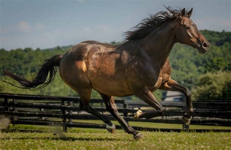 The World S Fastest Horse Breeds A Z Animals Slideshows