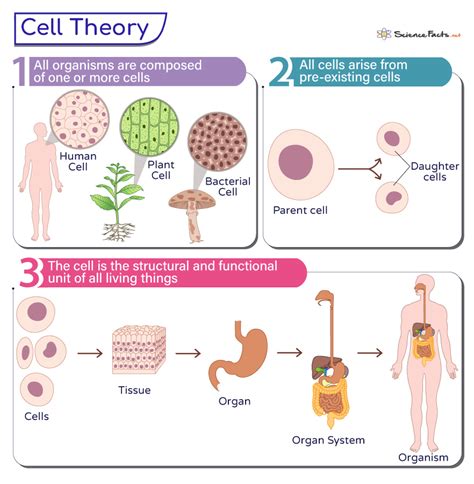 Discover the Three Core Parts of Cell Theory Explained