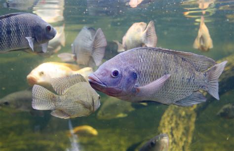 Tilapia For Sale Live Aquaponics
