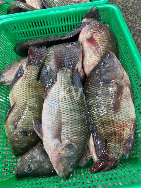 Tilapia Khoi Viet Seafood