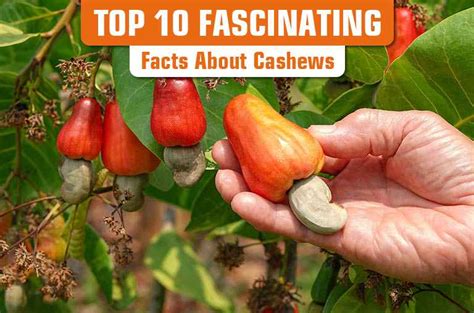 Top 10 Fascinating Facts About Cashews Primenuts Blogs
