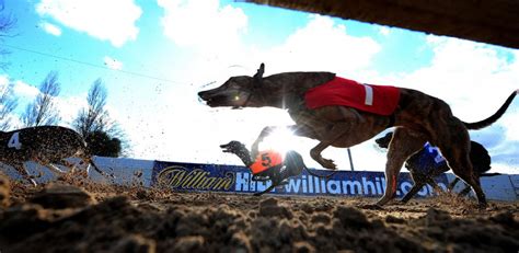 Top Five Fastest Greyhounds In History William Hill News Top Five Fastest Greyhounds In History William Hill News